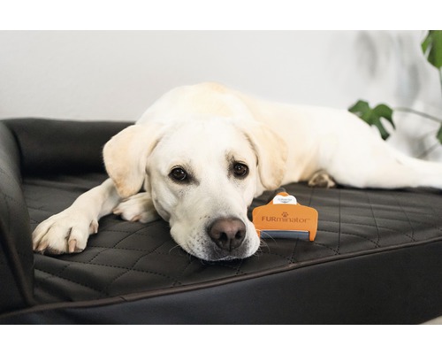 Labrador se odihne lângă peria de blană pe un pat de câine