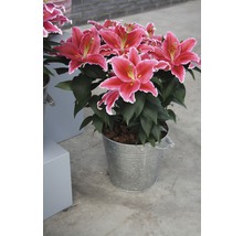 Crin FloraSelf Lilium orientalis H 20-30 cm Ø ghiveci 19 cm