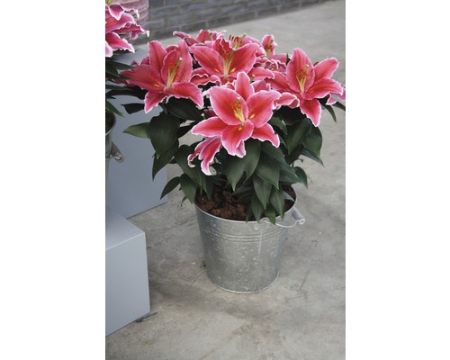 Crini într-o găleată metalică