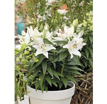 Crin FloraSelf Lilium orientalis H 20-30 cm Ø ghiveci 19 cm