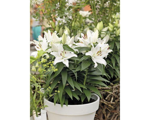 Crini albi într-un ghiveci