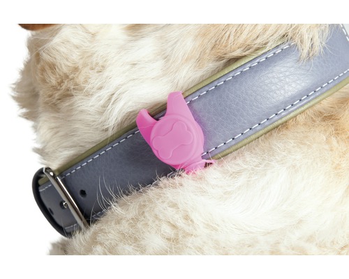 Câine cu zgardă și instrument de îndepărtare a căpușelor