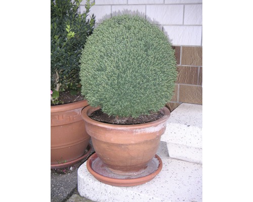 Chiparos globular în ghiveci de teracotă