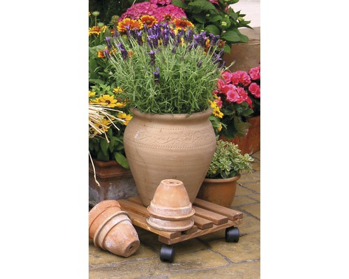 Scenă decorativă de grădină cu ghiveci de teracotă, placă de rulare din lemn și diverse flori