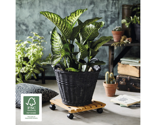 Dieffenbachia în coș pe suport cu rotile cu sigiliu FSC