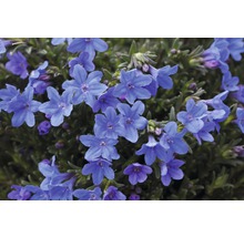 Flori ale Aubrietei