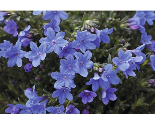 Flori ale Aubrietei