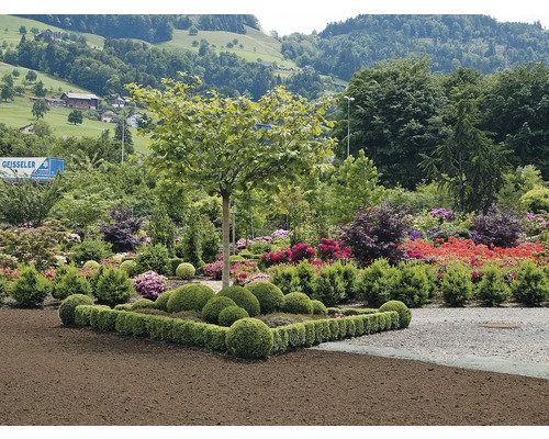Grădină luxuriantă cu diverse plante, arbuști și copaci în fața unui peisaj deluros verde.