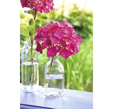 Hortensie Hydrangea macrophylla 'Summer Love' H 20-35 cm Co 5 L roșu
