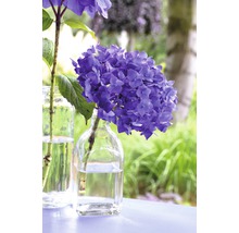 Hortensie Hydrangea macrophylla 'Summer Love' H 20-35 cm Co 5 L lila