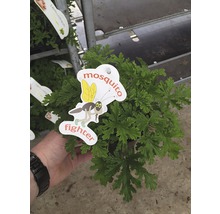 Plantă anti-țânțari în ghiveci cu etichetă
