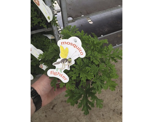 Plantă anti-țânțari în ghiveci cu etichetă
