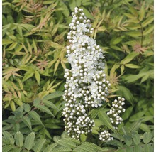 Inflorescența unei plante de spireea