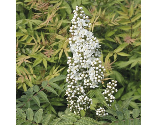 Inflorescența unei plante de spireea