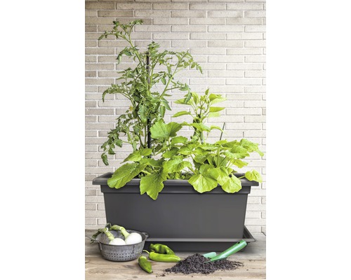 Jardinieră înălțată cu plante de roșii și dovlecei, legume și unelte de grădinărit