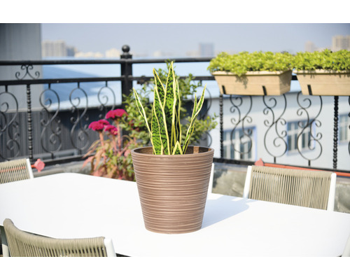 Iederă de interior într-un vas de flori canelat pe o masă afară