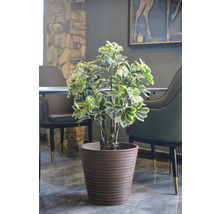 Plantă de interior într-un ghiveci maro ca decor