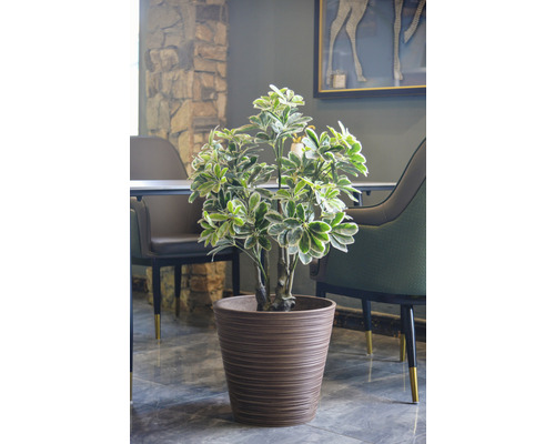 Plantă de interior într-un ghiveci maro ca decor