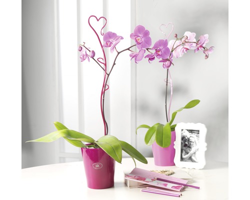 Două orhidee Phalaenopsis în ghivece cu suporturi de plante în formă de inimă