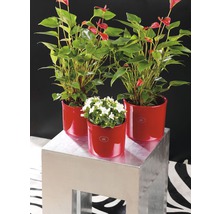 Trei plante de interior în ghivece pe o măsuță laterală
