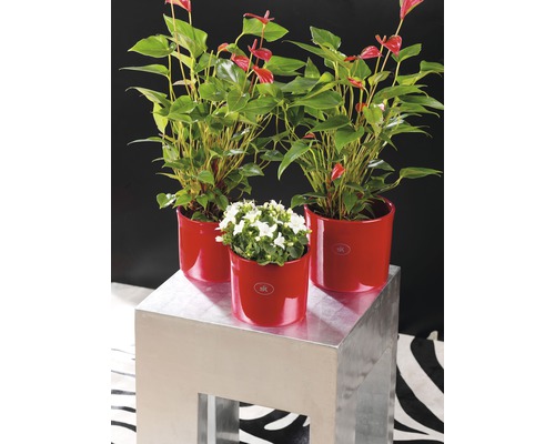 Trei plante de interior în ghivece pe o măsuță laterală