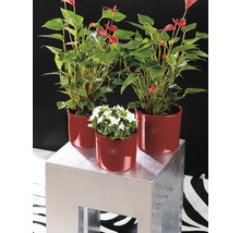 Trei plante în ghivece roșii pe un piedestal argintiu