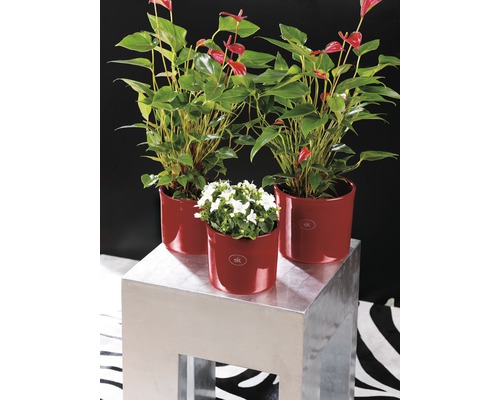 Trei plante în ghivece roșii pe un piedestal argintiu