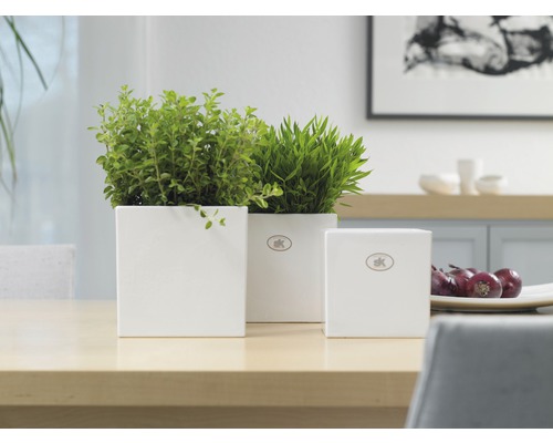 Scenă decorativă cu trei ghivece albe pătrate cu plante verzi pe o masă