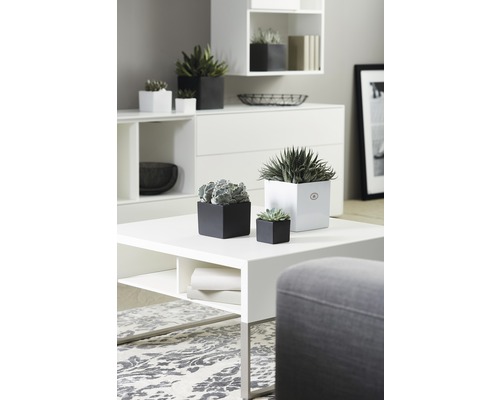 Decorarea interioară cu mobilier alb și diverse plante în ghivece negre și albe.