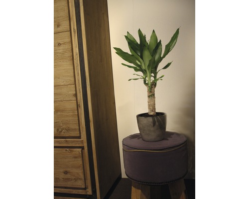Plantă decorativă Dracaena în ghiveci pe un scaun, lângă un dulap