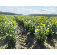 Câmp cu plante de dafin pentru garduri vii
