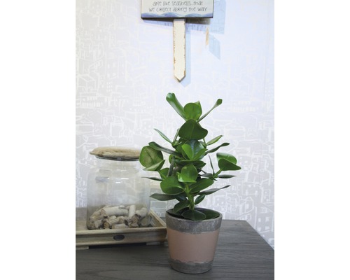 Plantă de interior în ghiveci pe o masă, lângă un recipient de sticlă cu bucăți de lemn