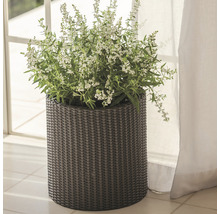 Plantă cu flori albe într-un ghiveci rotund împletit