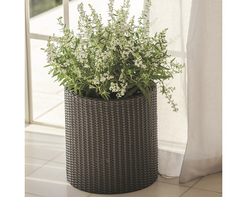 Plantă cu flori albe într-un ghiveci rotund împletit