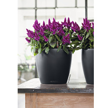 Plantă decorativă de interior într-un ghiveci negru pe o masă de lemn