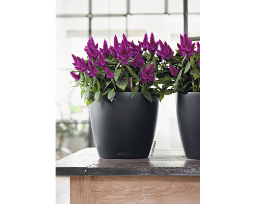 Plantă decorativă de interior într-un ghiveci negru pe o masă de lemn