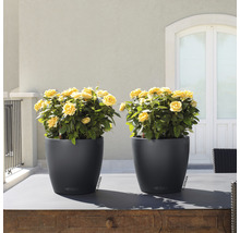 Două jardiniere negre cu trandafiri galbeni pe o masă afară.