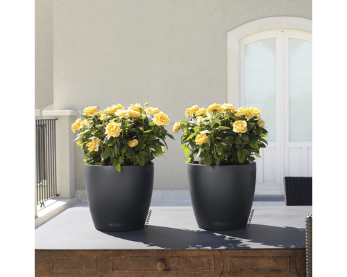 Două jardiniere negre cu trandafiri galbeni pe o masă afară.