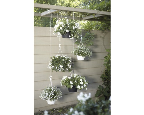 Coșuri suspendate decorative cu flori albe, aranjate pe o pergolă în grădină.