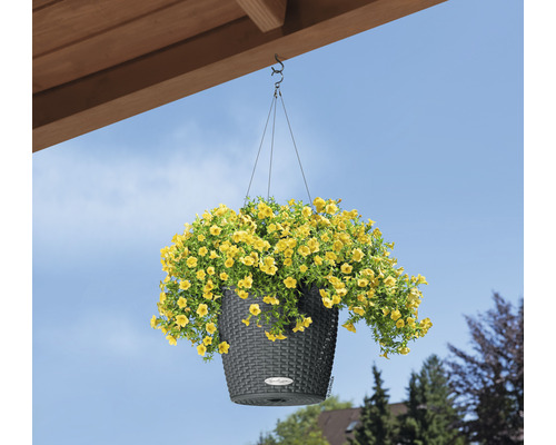 Coș suspendat cu flori galbene