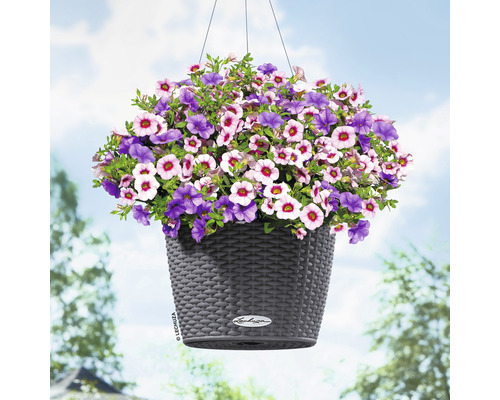 Coș suspendat cu flori mov și roz deschis