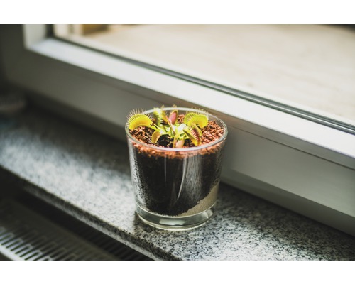 Venus prinde muște într-un pahar pe un pervaz