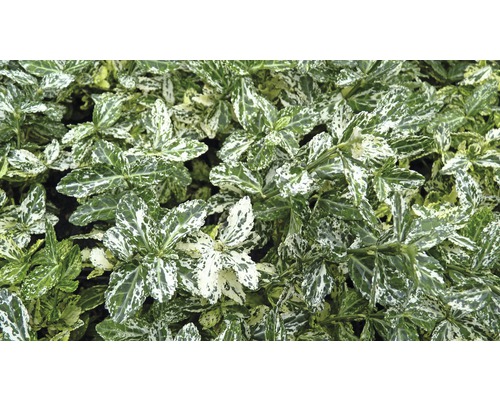 Arbust veșnic verde cu frunze pestrițe