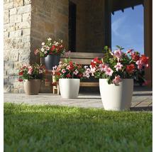 Scenă cu patru ghivece de flori diferite și plante Dipladenia înflorite afară