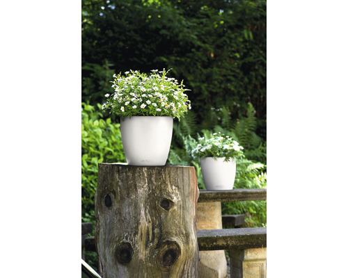 Scenă cu ghivece de flori albe plantate în grădină.