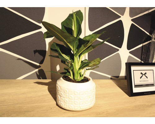 Plantă de interior în ghiveci