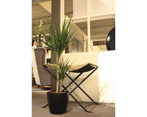 Dracaena într-un ghiveci negru lângă un scaun pliabil