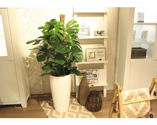 Vedere a camerei cu plantă Monstera în ghiveci, raft și obiecte decorative