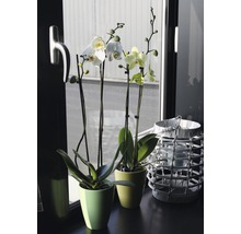Orhidee fluture FloraSelf Phalaenopsis Hybrid H 60-65 cm ghiveci Ø 12 cm 2 tije diferite culori-thumb-6 Orhidee fluture FloraSelf Phalaenopsis Hybrid H 60-65 cm ghiveci Ø 12 cm 2 tije diferite culori-thumb-6