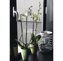 Orhidee fluture FloraSelf Phalaenopsis Hybrid H 60-65 cm ghiveci Ø 12 cm 2 tije diferite culori-thumb-6